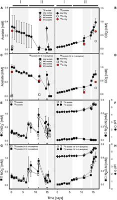 Burkholderiaceae Are Key Acetate Assimilators During Complete Denitrification in Acidic Cryoturbated Peat Circles of the Arctic Tundra